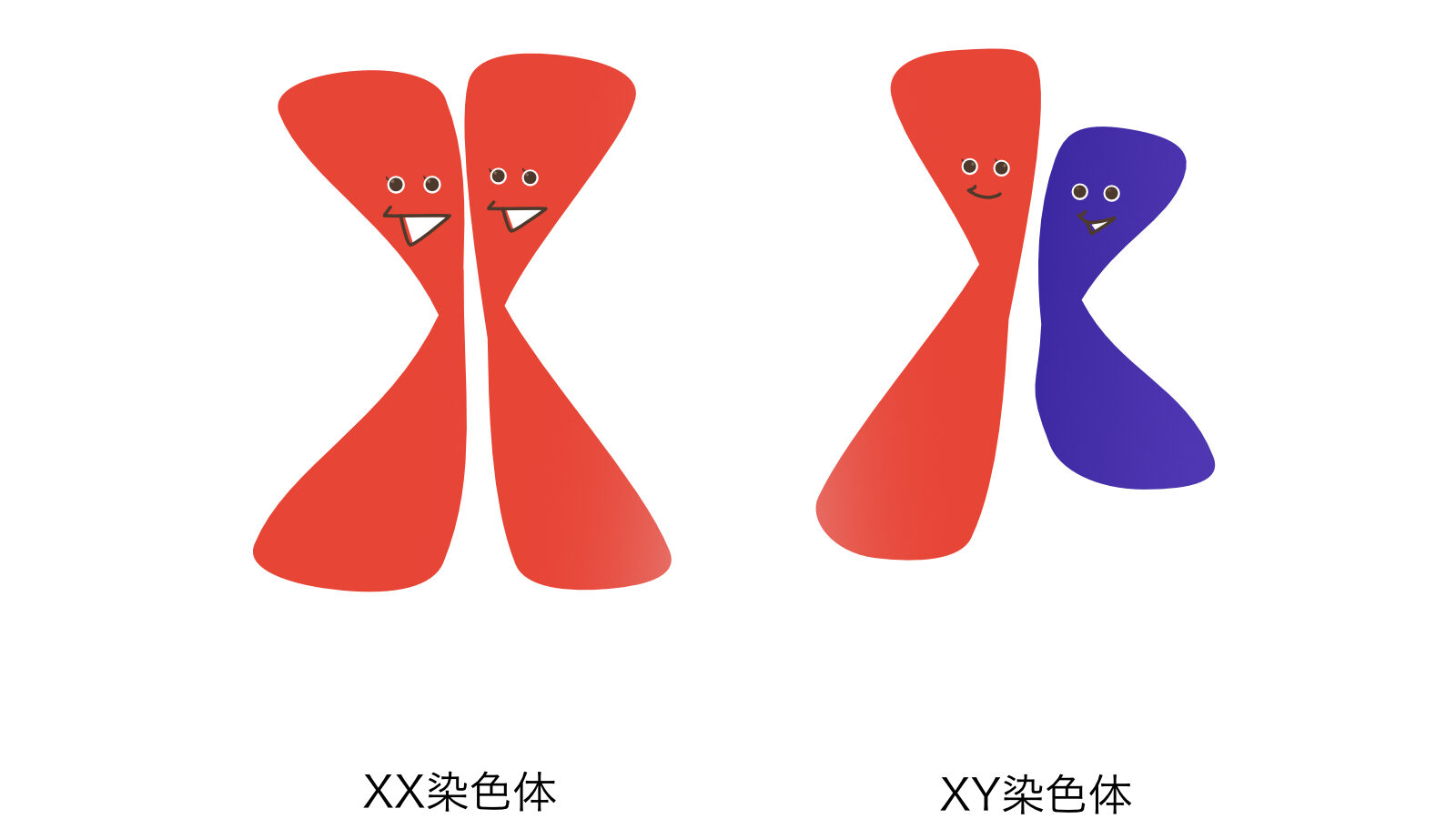 身体の性別はどのように決まる？